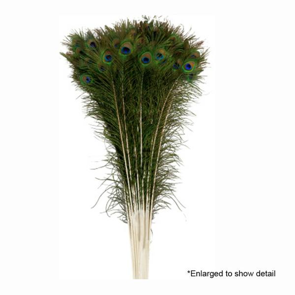 Feather Products | 30" Peacock Feather – 144 Pieces Tabletop Decor & Centerpieces Feather Products