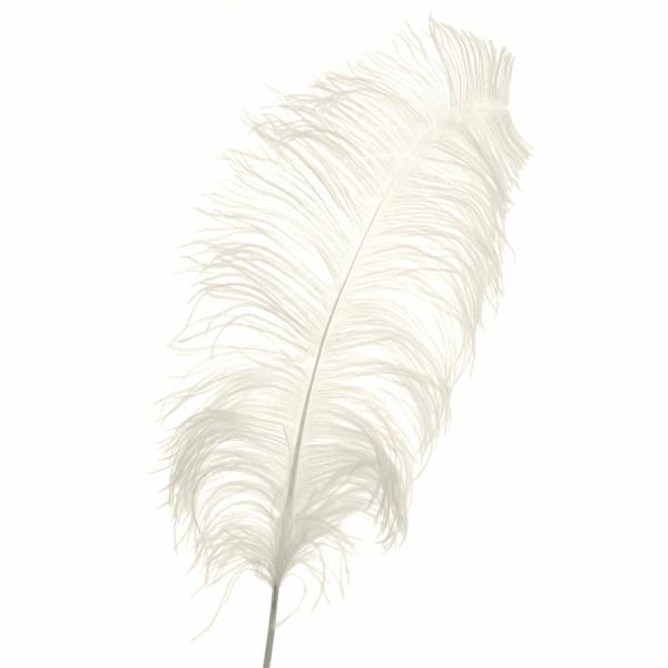 Feather Products | Ivory Ostrich Feather – 22" To 24" – 12 Feathers! Feather Products Feather Products