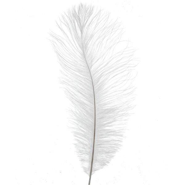 Feather Products | Ostrich Feather 13"-15" – Pack Of 48 – White Feather Products Feather Products