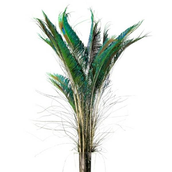 Feather Products | Package Of 10 Peacock Sword Feathers Feather Products Feather Products