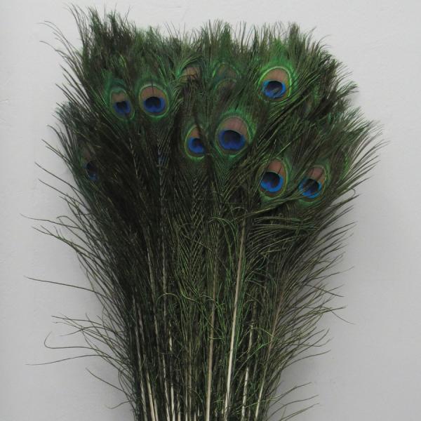 Feather Products | Peacock Feather 35"-39" – Pack Of 100! Feather Products Feather Products