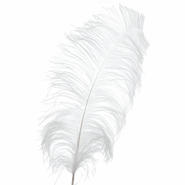 Feather Products | White Ostrich Feather – 22" To 24" – 12 Feathers! Feather Products Feather Products