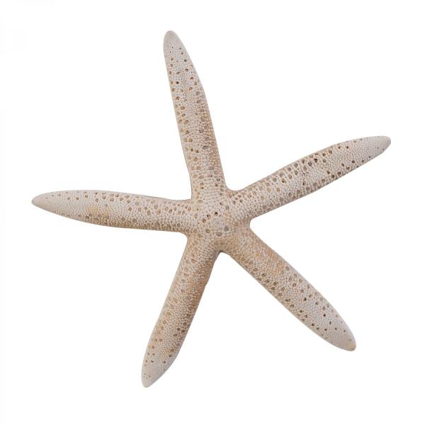 Vase Fillers | Dried White Finger Starfish 6Pc/Bag Tabletop Decor & Centerpieces Vase Fillers