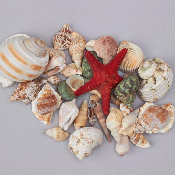 Vase Fillers | Seashells Assorted – 24 Bags Tabletop Decor & Centerpieces Vase Fillers