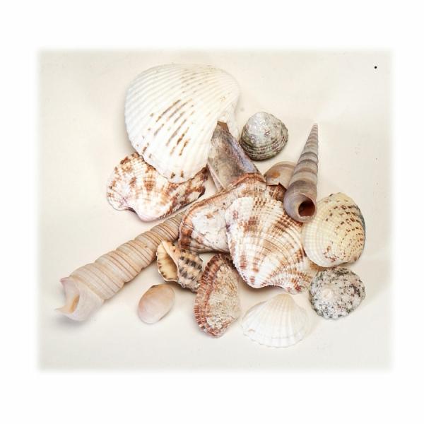 Vase Fillers | Seashells Assorted- 36 Bags Tabletop Decor & Centerpieces Vase Fillers